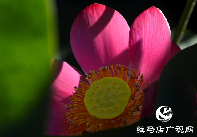 荷花綻放泌陽(yáng) 清晨賞花正當(dāng)時(shí)