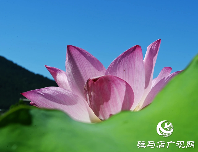 荷花綻放泌陽(yáng) 清晨賞花正當(dāng)時(shí)