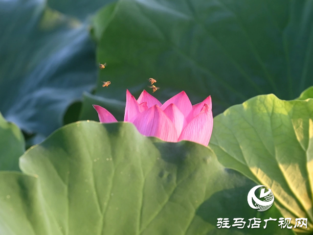 荷花綻放泌陽(yáng) 清晨賞花正當(dāng)時(shí)
