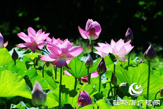 荷花綻放泌陽(yáng) 清晨賞花正當(dāng)時(shí)