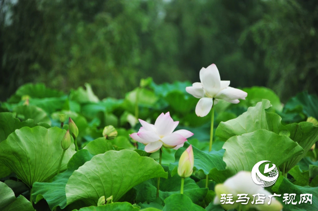 荷花綻放泌陽(yáng) 清晨賞花正當(dāng)時(shí)