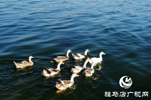 探尋河南泌陽，感受文明縣城里的美麗家鄉(xiāng)風(fēng)情
