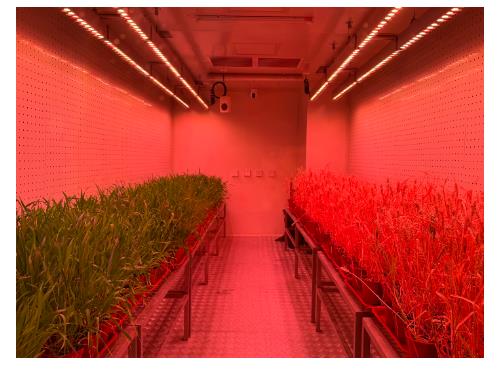 由8到2，從一粒種子的迭代周期看中原農(nóng)谷的創(chuàng)新速度丨新時(shí)代中部崛起看河南