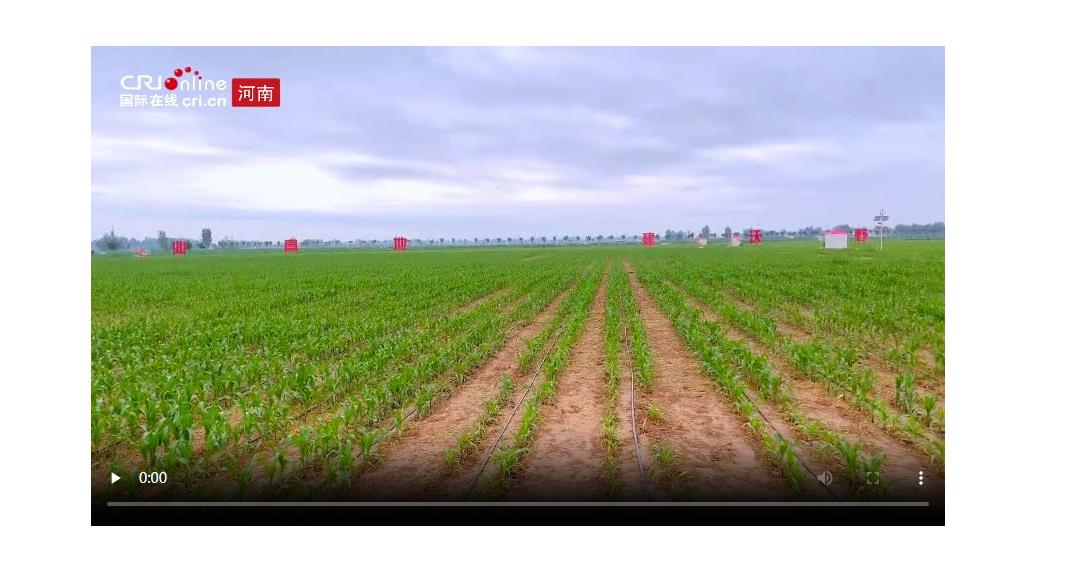 【Amazing 河南】從種子到筷子 河南新鄉(xiāng)走出中部崛起“糧安”之路