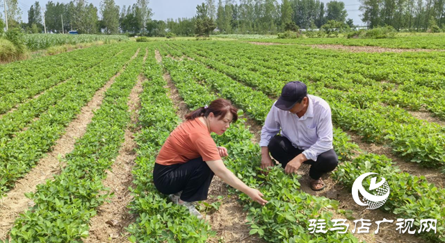 暴雨過后如何防范農田內澇？農業(yè)專家支招