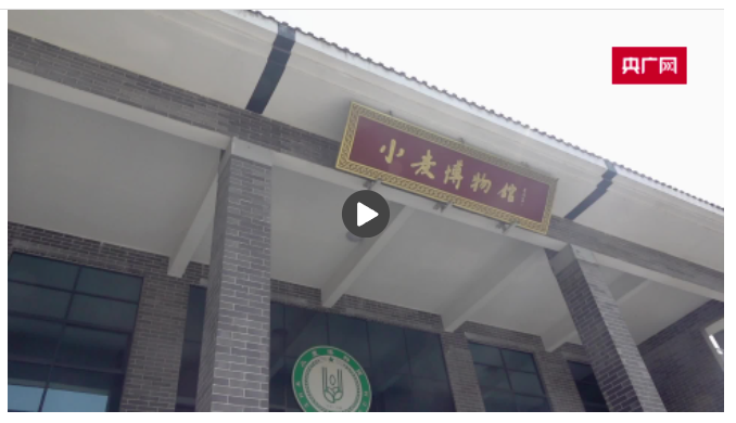 【新時(shí)代中部崛起看河南】走進(jìn)溫縣小麥博物館 探秘“溫麥”良種的“前世今生”