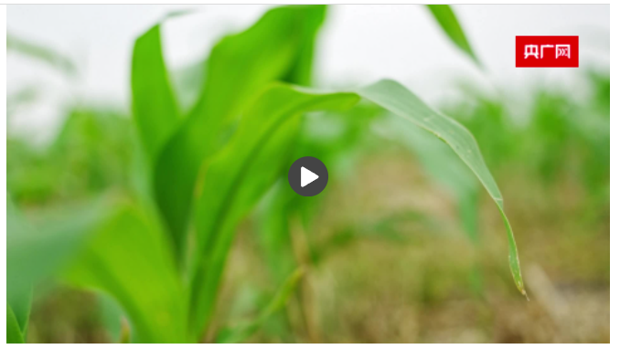 【新時代中部崛起看河南】從饅頭拉面到餅干酒曲 河南“糧食芯片”研發(fā)開啟新模式