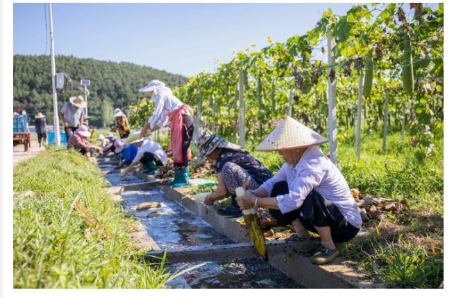 小絲瓜出國門 闖出鄉(xiāng)村振興新“絲”路