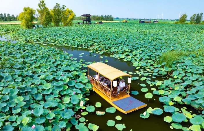 盛夏荷韻
