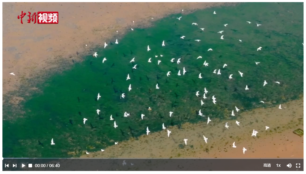 時政微視頻丨從“火焰山”到“花果山” 習近平捐種的香樟樹見證綠色奇跡