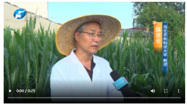 直擊現(xiàn)場！多位農(nóng)業(yè)專家實(shí)地調(diào)查玉米“空稈、超短裙”現(xiàn)象