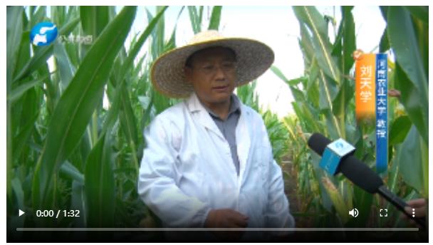 直擊現(xiàn)場！多位農(nóng)業(yè)專家實(shí)地調(diào)查玉米“空稈、超短裙”現(xiàn)象