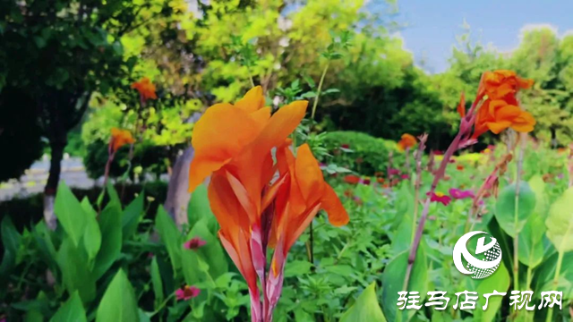 泌陽(yáng)縣金色港灣花園初秋綻放別樣色彩