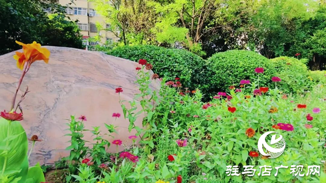 泌陽(yáng)縣金色港灣花園初秋綻放別樣色彩