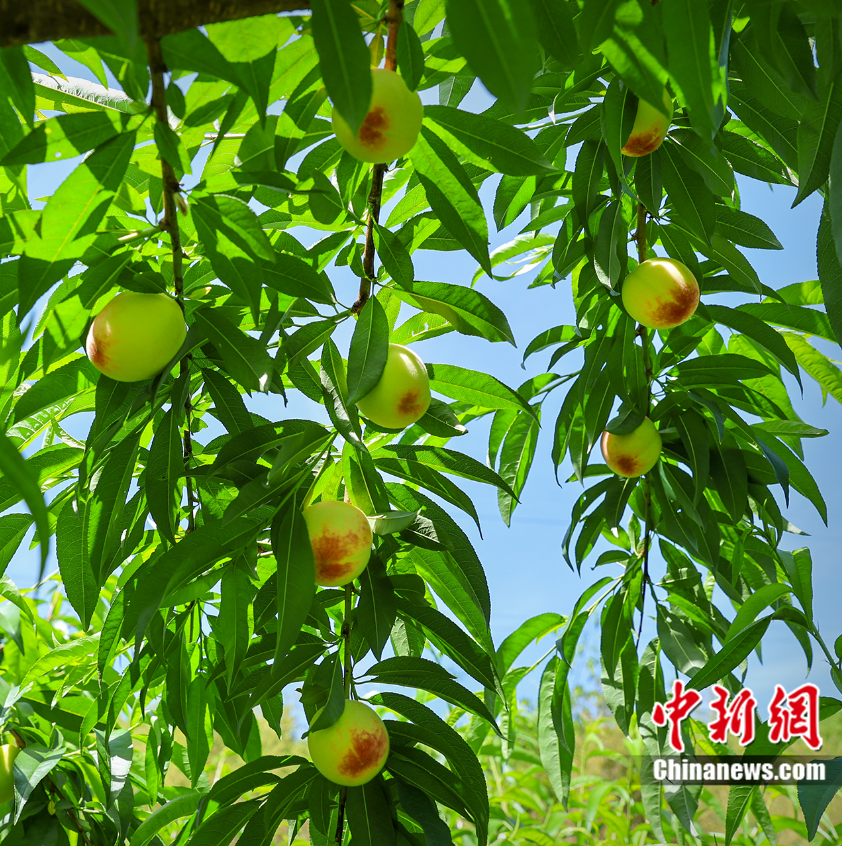每顆40元，直送迪拜！悟空和土豪最愛，產(chǎn)自這里！