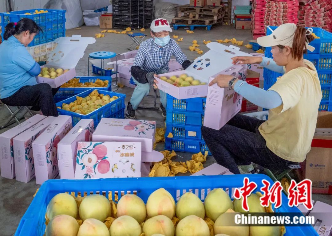 每顆40元，直送迪拜！悟空和土豪最愛，產(chǎn)自這里！