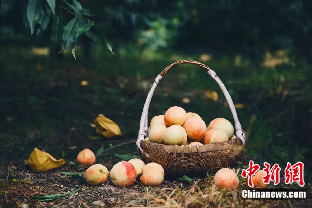 每顆40元，直送迪拜！悟空和土豪最愛，產(chǎn)自這里！