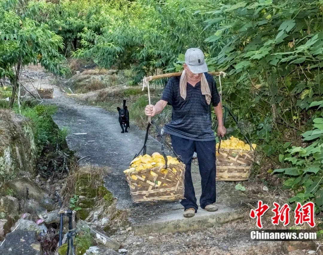 每顆40元，直送迪拜！悟空和土豪最愛，產(chǎn)自這里！