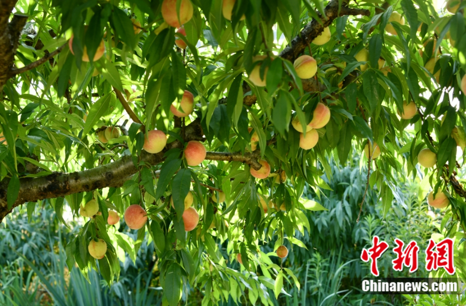 每顆40元，直送迪拜！悟空和土豪最愛，產(chǎn)自這里！