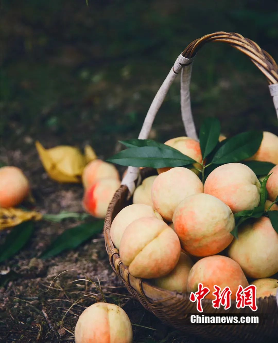 每顆40元，直送迪拜！悟空和土豪最愛，產(chǎn)自這里！