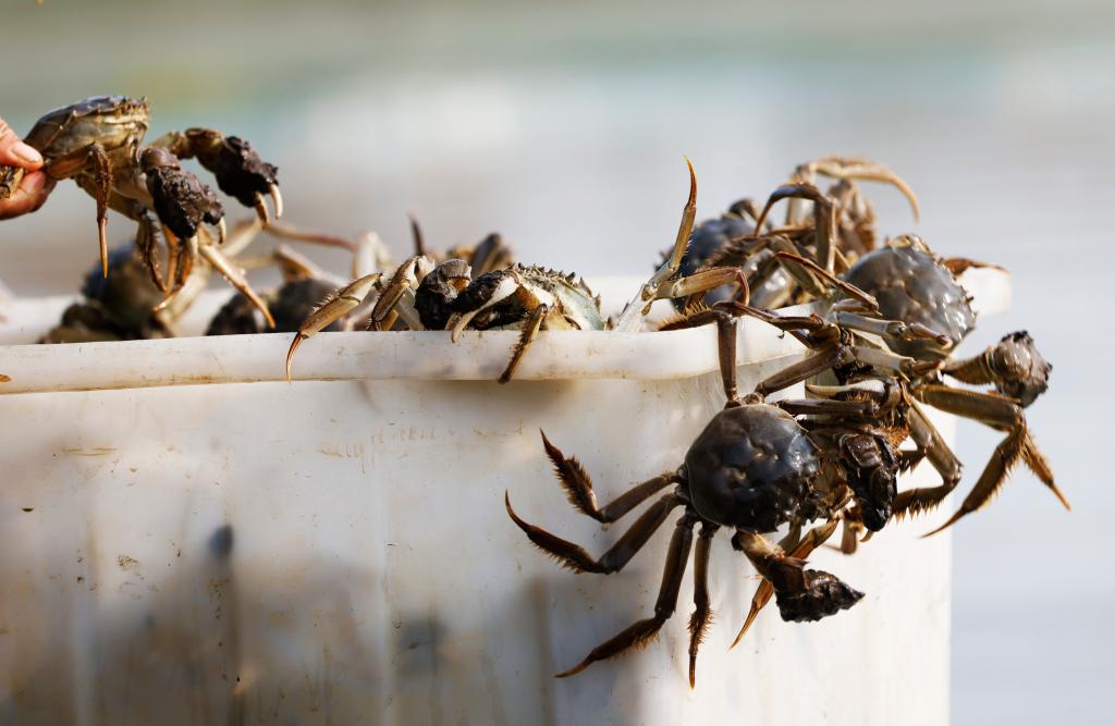 秋高氣爽，是誰又“蠢蠢欲動(dòng)”了？