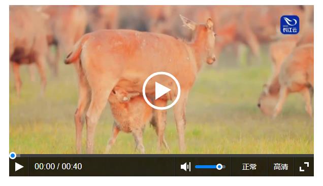 跟著總書記看中國｜奔跑吧麋鹿，奔騰吧長江！