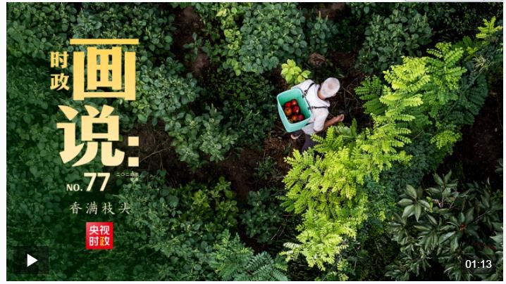 時(shí)政畫說(shuō)丨香滿枝頭
