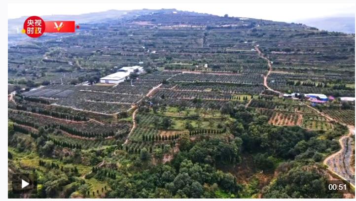 習(xí)近平甘肅行丨一顆蘋(píng)果映紅百姓致富路——走進(jìn)麥積區(qū)南山花牛蘋(píng)果基地