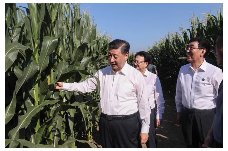 學(xué)習(xí)進(jìn)行時(shí)丨“讓農(nóng)民腰包越來(lái)越鼓、生活越來(lái)越美好”——習(xí)近平總書(shū)記走進(jìn)田間地頭話“三農(nóng)”