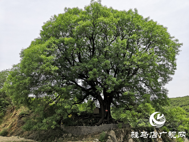 古樹名木知多少？