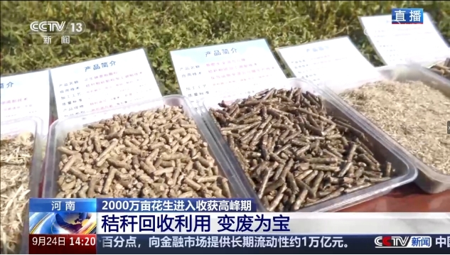 豐收在望！正陽花生再登央視新聞