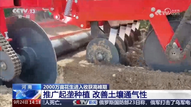 豐收在望！正陽花生再登央視新聞