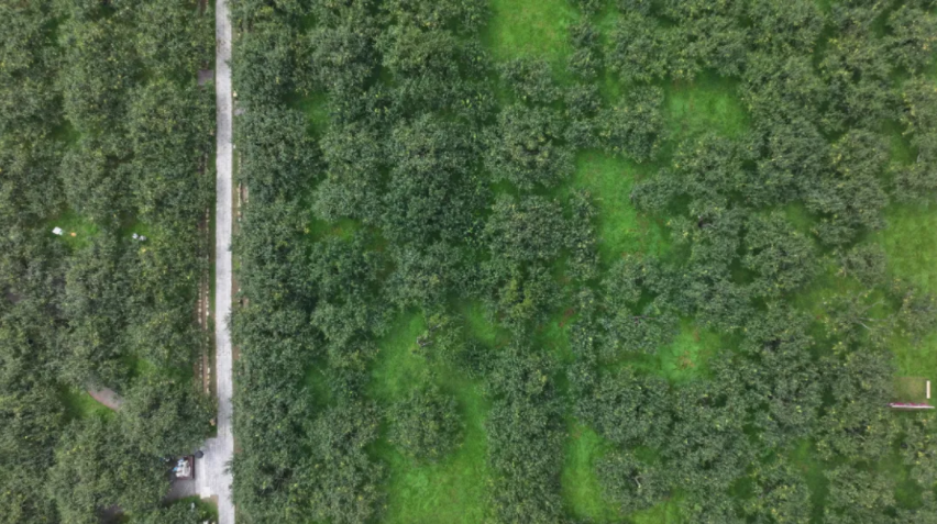 好品中國丨金秋“豐”景，與“梨”相約