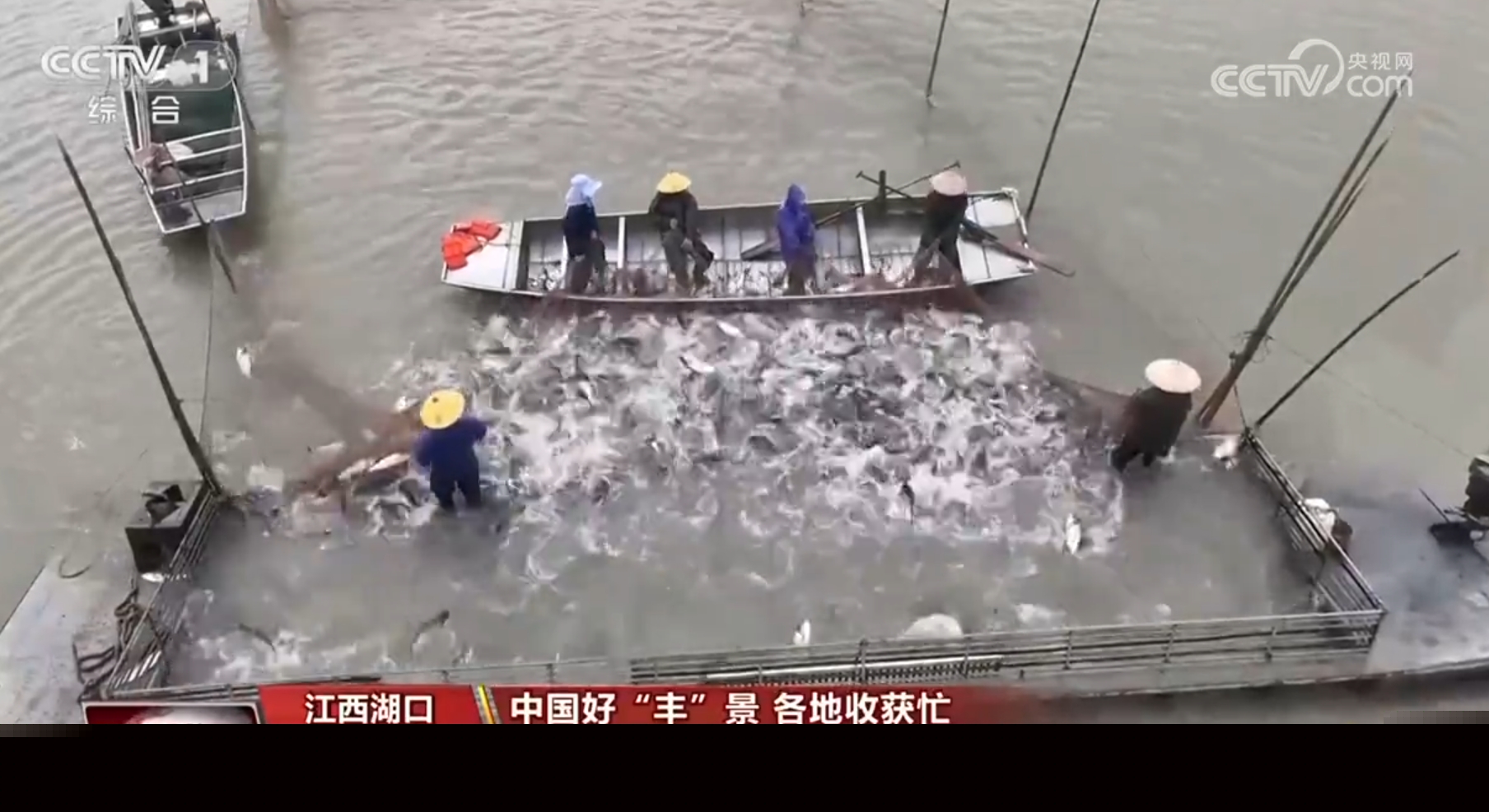 稻谷香、魚滿艙、棉花朵朵開……田間地頭收獲忙 一派活力好“豐”光