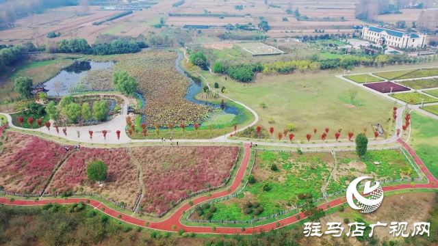 泌陽漢風(fēng)公園，秋日里的粉色夢境