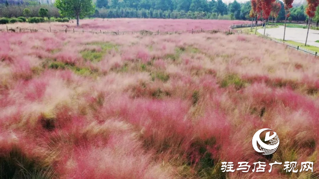 泌陽漢風(fēng)公園，秋日里的粉色夢境