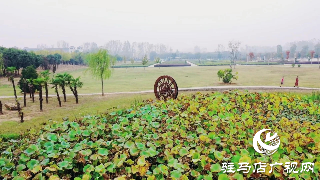 泌陽漢風(fēng)公園，秋日里的粉色夢境