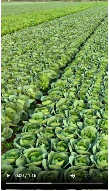 習(xí)近平湖北行丨小小蔬菜，生長(zhǎng)鄉(xiāng)村振興的未來