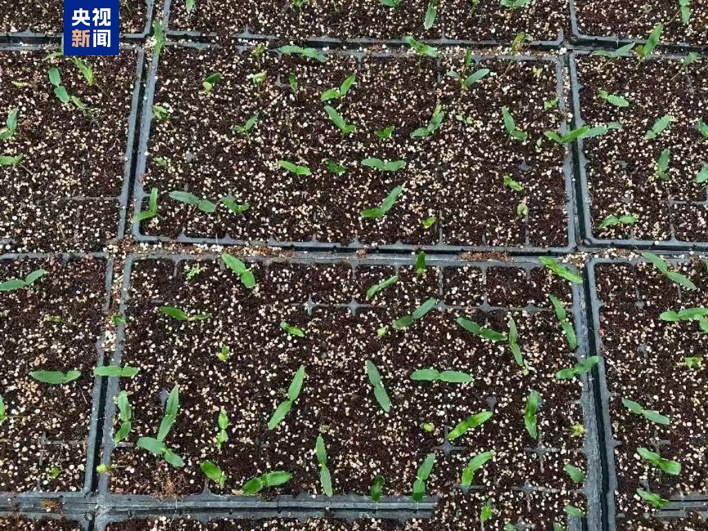 “太空種子”出苗啦，這次是315克油橄欖！