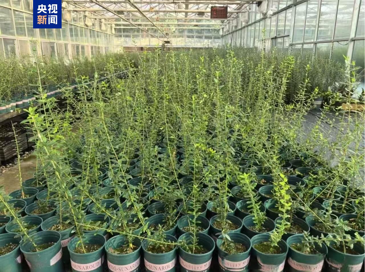 “太空種子”出苗啦，這次是315克油橄欖！