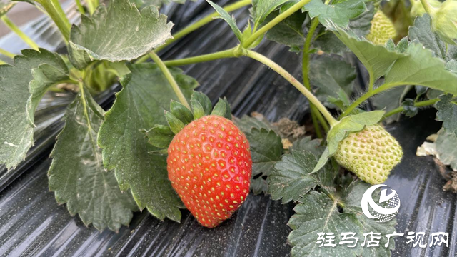 驛城區(qū)順河街道:草莓新鮮上市 開(kāi)啟冬日甜蜜時(shí)光
