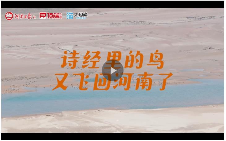 詩經(jīng)里的“鳥”，飛回河南了