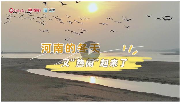三路遷徙“大軍”攻占黃河灘，河南的冬天又“熱鬧”起來了