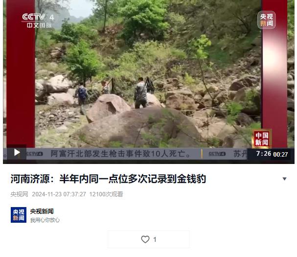 河南濟(jì)源：半年內(nèi)同一點(diǎn)位多次記錄到金錢豹