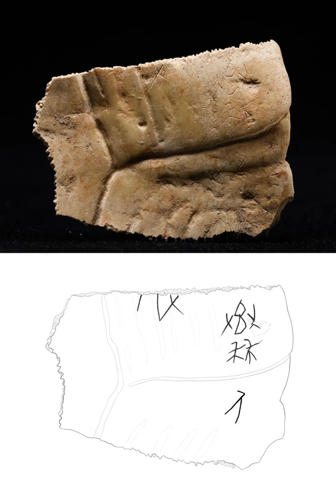 重大發(fā)現(xiàn)！首次出土有“秦人”字樣甲骨