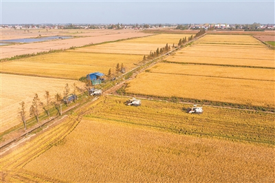 中國科學院院士錢前：育種技術數字化、智能化是大勢所趨