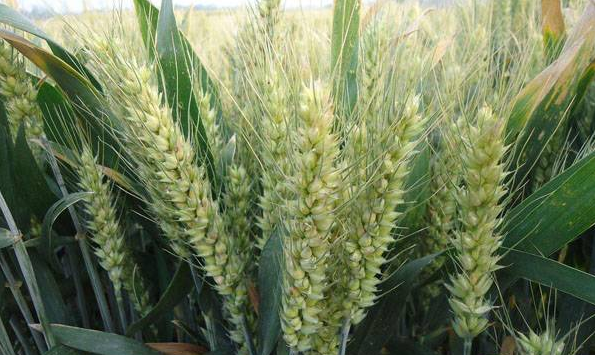 不誤農時抓好小麥春季田間管理 搶抓時機全面開展春修水利行動