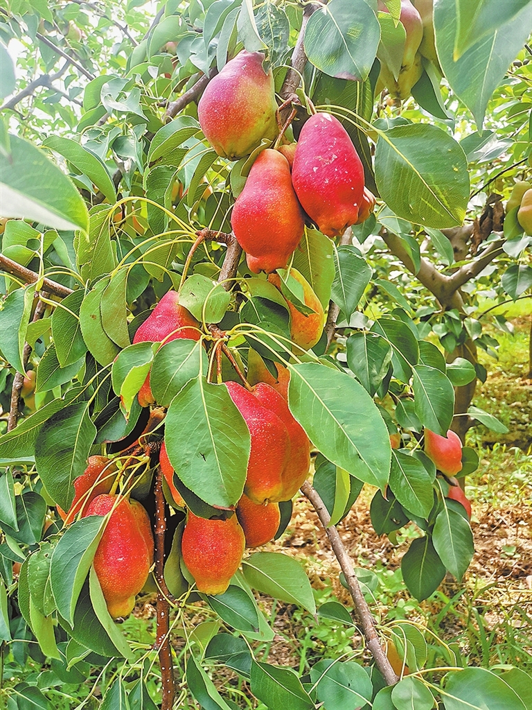 種啥?藏在購(gòu)物車(chē)?yán)?從胖東來(lái)選品看農(nóng)產(chǎn)品消費(fèi)之變