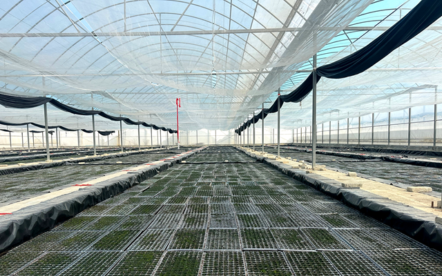 泌陽(yáng)縣郭集鎮(zhèn)：加強(qiáng)育苗管理 夯實(shí)煙葉生產(chǎn)基礎(chǔ)