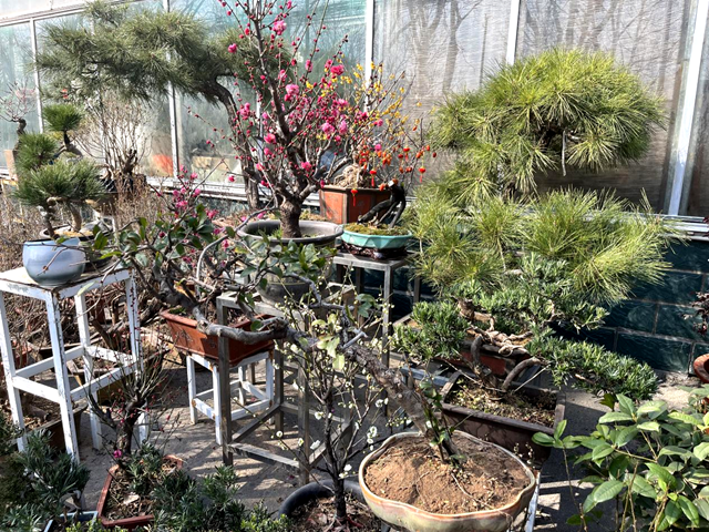 駐馬店：天氣轉(zhuǎn)暖 盆景市場逐漸升溫